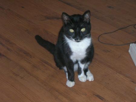 mon chat